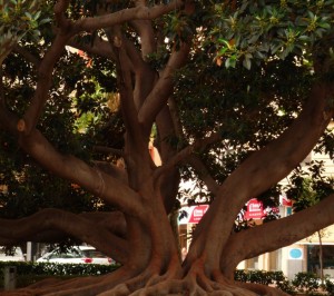 Wunderschöner alter Baum