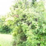 Wirtsbaum