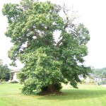 Großer Baum