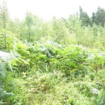 Wegrand