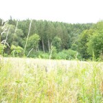 Hochwald