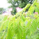 Baum im Garten