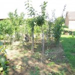 Obstbaum veredeln