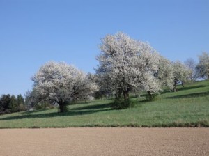 Blühende Obstbäume