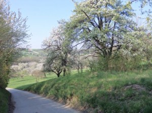 Blühende Obstbäume