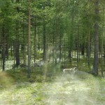 Wälder