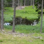 Waldschützer