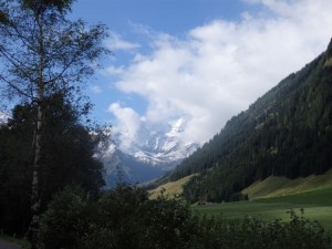 Gesunde Waldlandschaft