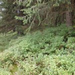 Gesunde Landschaft