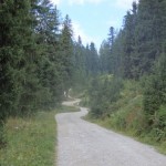 Gesunder Wald