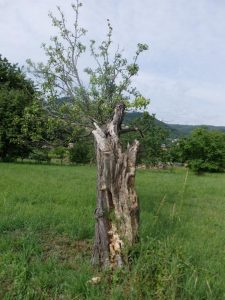alter Obstbaum