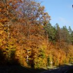 Bunter Herbstwald