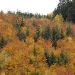 Bunter Herbstwald