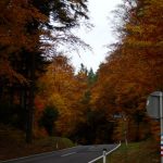 Bunter Herbstwald