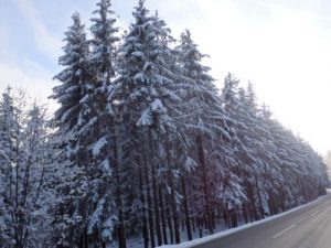 Schnee im Wald