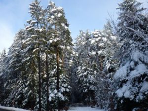 Schnee im Wald