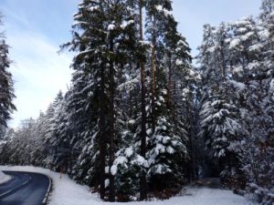 Schnee im Wald