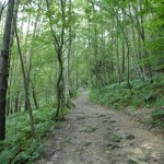 Gesunder Wald Wanderweg 262