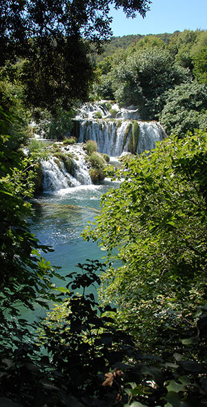 healthy forrest=healthy water