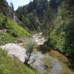 urwüchsige-wald-landschaft-216